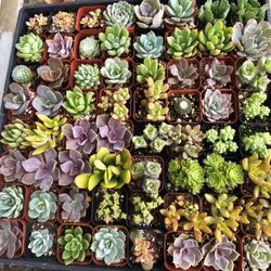 Succulents 