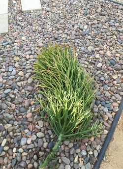 Tall fire sticks succulent. Ready for planting