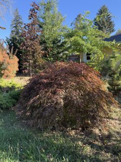 Japanese Maple