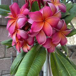 Plumeria Cutting