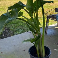 White Lily Tall 34 Inch 