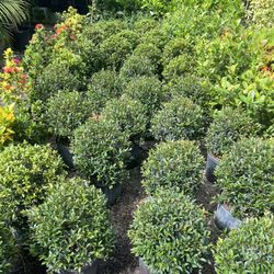 Single Ball Topiary In 3 gls Pot. SPECIAL PRICE 🤩