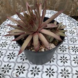Pity Plant
