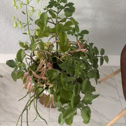 Great Natural Plant And Clay Pot