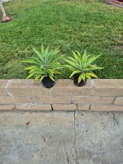 Agave