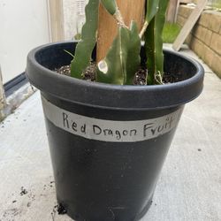 Dragon Fruit Plants