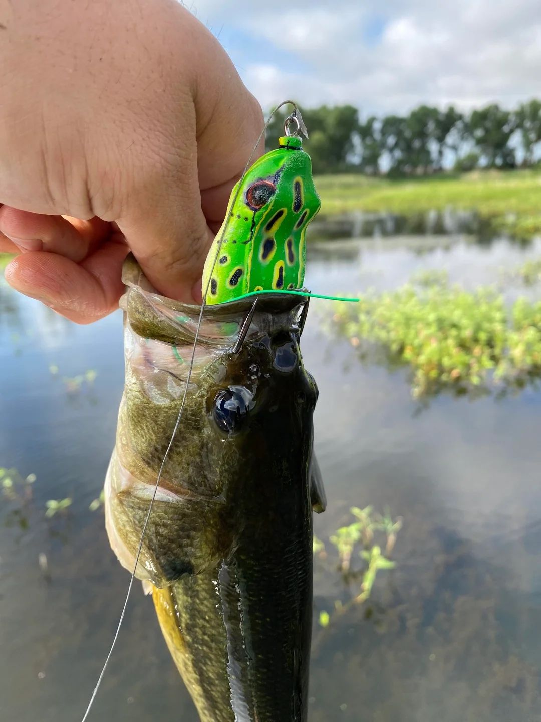 Frog lures $1!