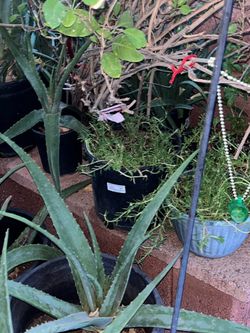 Moss Rose & Aloe Vera Plants