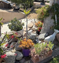 5 Gallon Small Succulent Pot (the One With Purple Pot)