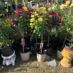 Rose Trees 
