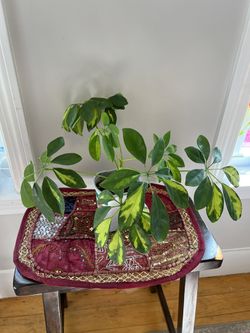 Indoor House Plant Thumbnail