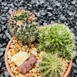 🌸Flowering Set A Three Cacti In Clay Pot 🌸