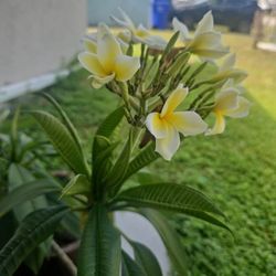 Plumeria Trees For Sale $50 