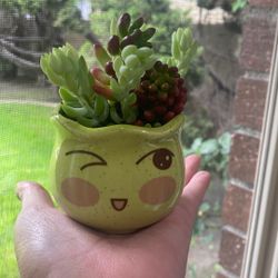 Mini Live Succulents 