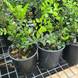 mountain laurel 2gallon 2ft tall