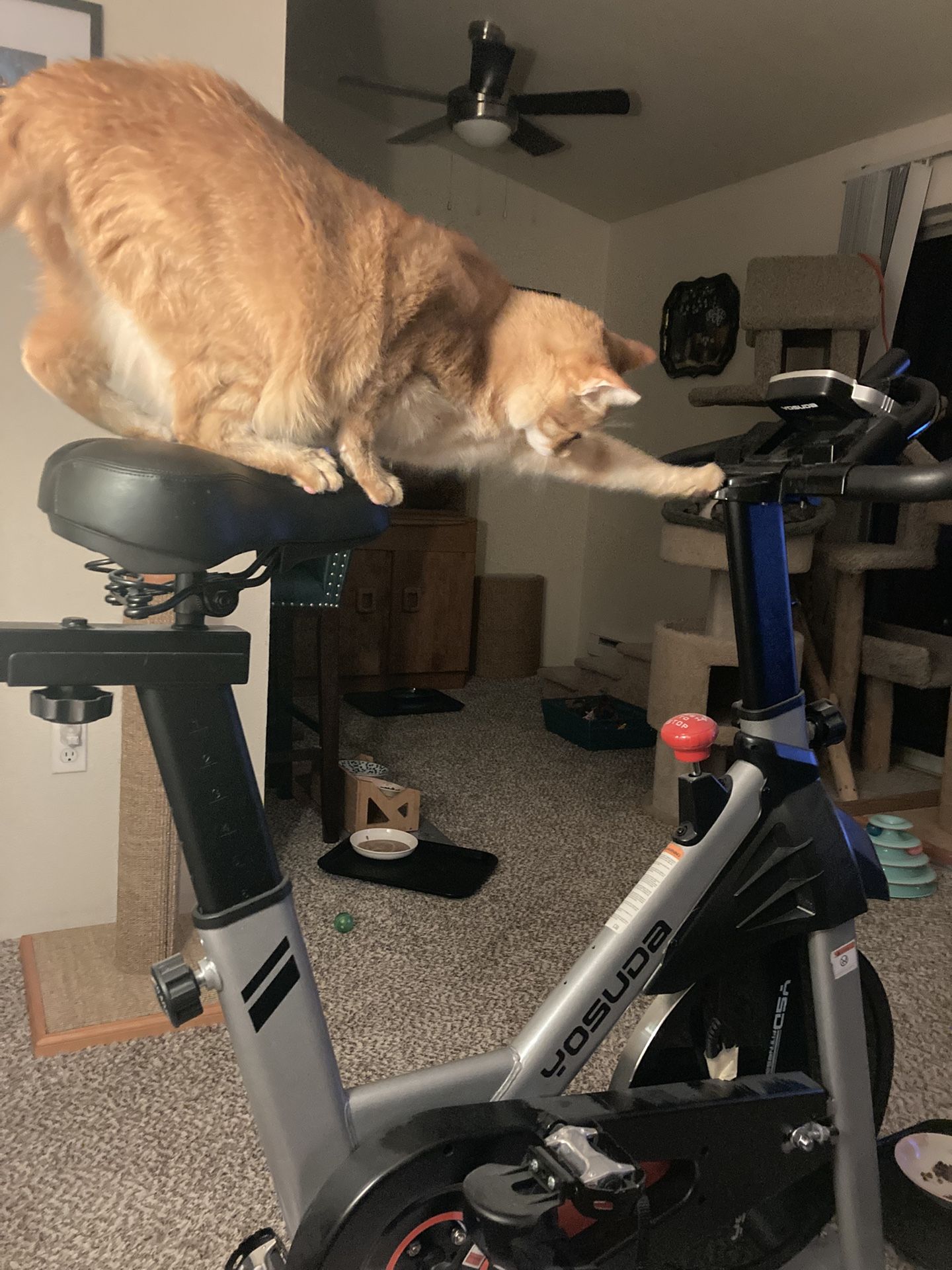 Yosuda Magnetic Plus Indoor Spin Bike, Stationary Bike