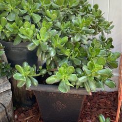 Jade Plant