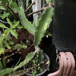 Dragon Fruit Tree Plant