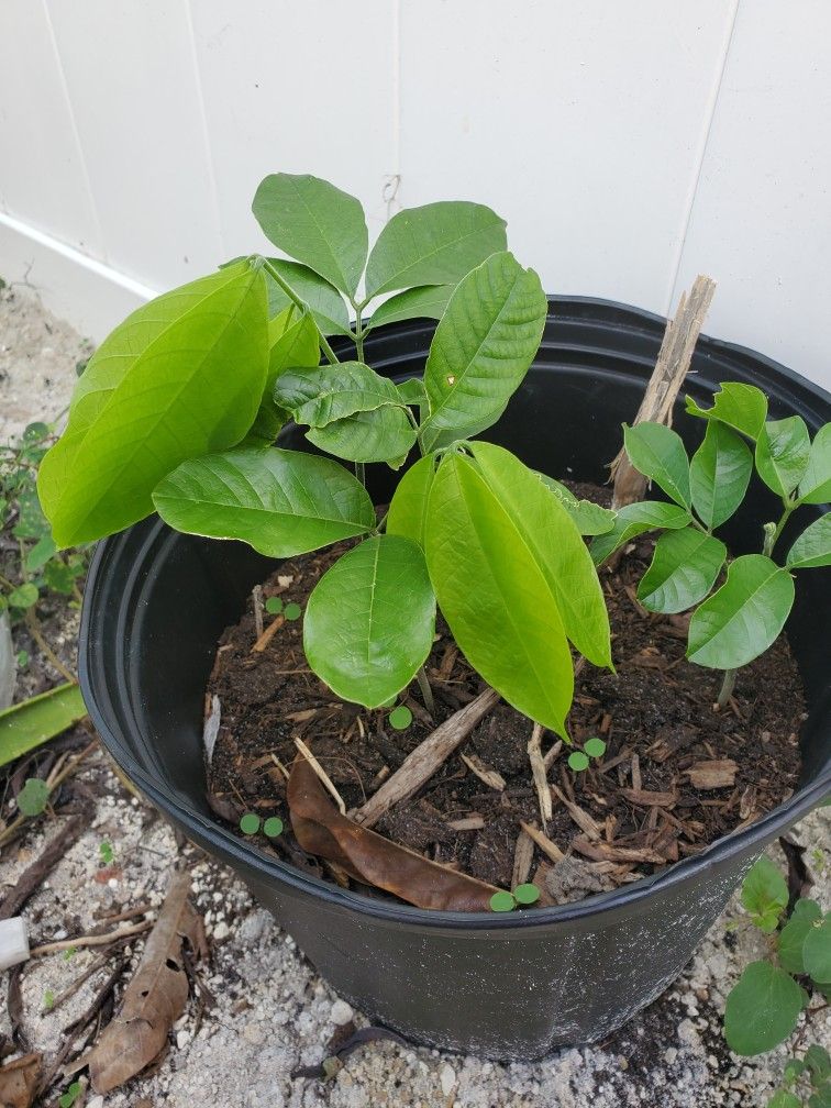 Jamaican Ackee Tree