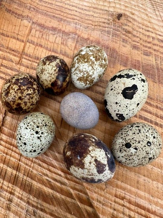 Quail Eggs