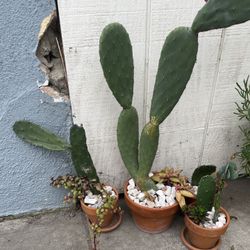 Aloe Cactus Succulent Clay Pot