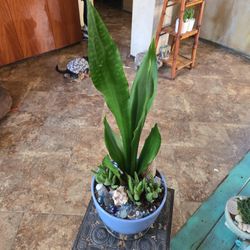 Sansevieria Snake Plant With Alligator Aloevera Plants In 8in Ceramic Pot 