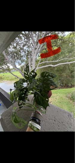 $10 Plants