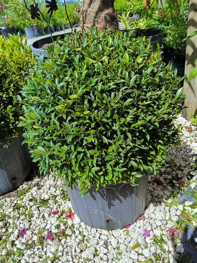 🌟💚Topiary Ball Shaped 7gl $55