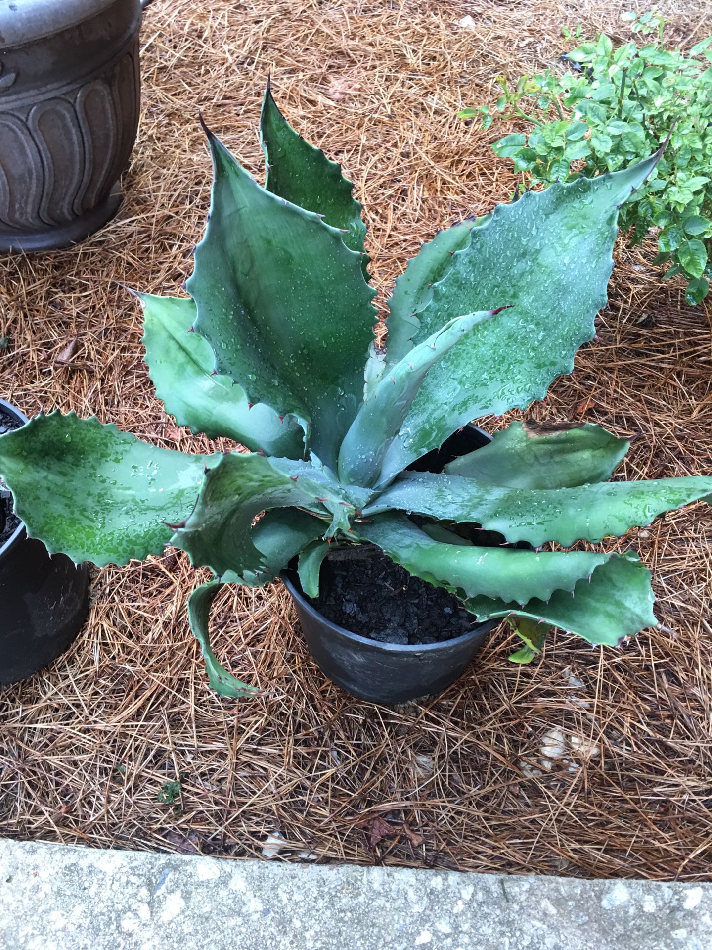 Agave plants for sales (Only a few left)