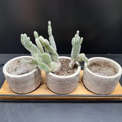 Planter And Plant $3