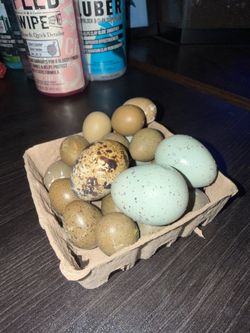 Fertile button quail eggs