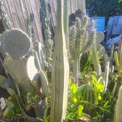 Mexican Fence Post Cactus Plant
