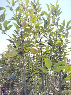 Apples Tree 