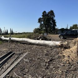 Eucalyptus Tree - Free