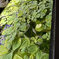 Water Lettuce , Aquarium plants
