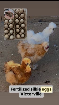 Fertilized silkie eggs