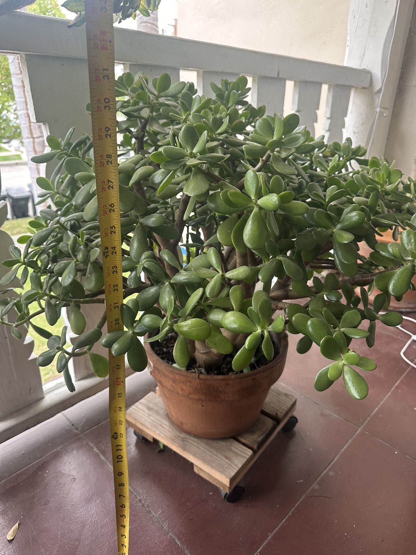 Stunning jade plant, 2.5ft by 3ft in terracotta pot