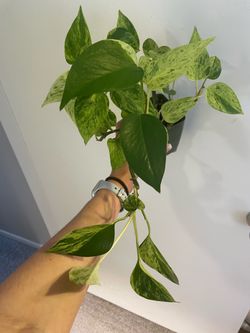 Marble queen pothos