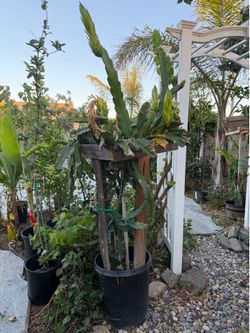Big Dragon fruit plant, 6 feet tall