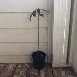 Avocado Plant/planta De Aguacate