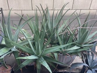 Giant aloe vera plants