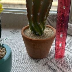 Ashland Cactus Pots
