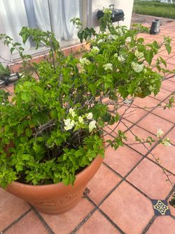 Beautiful plant with terracotta  style pot