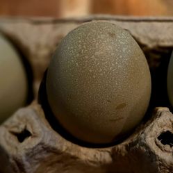 Fertile Hatching Eggs