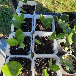 Plants 🪴  (2 x $5)