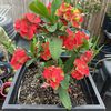 Tere