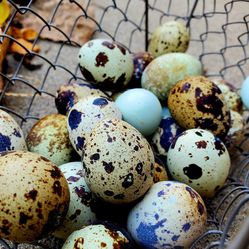Quail Hatching Eggs, Gingers! 