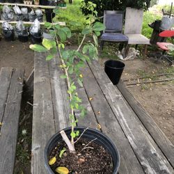 Guamuchil Dulce Propagated 