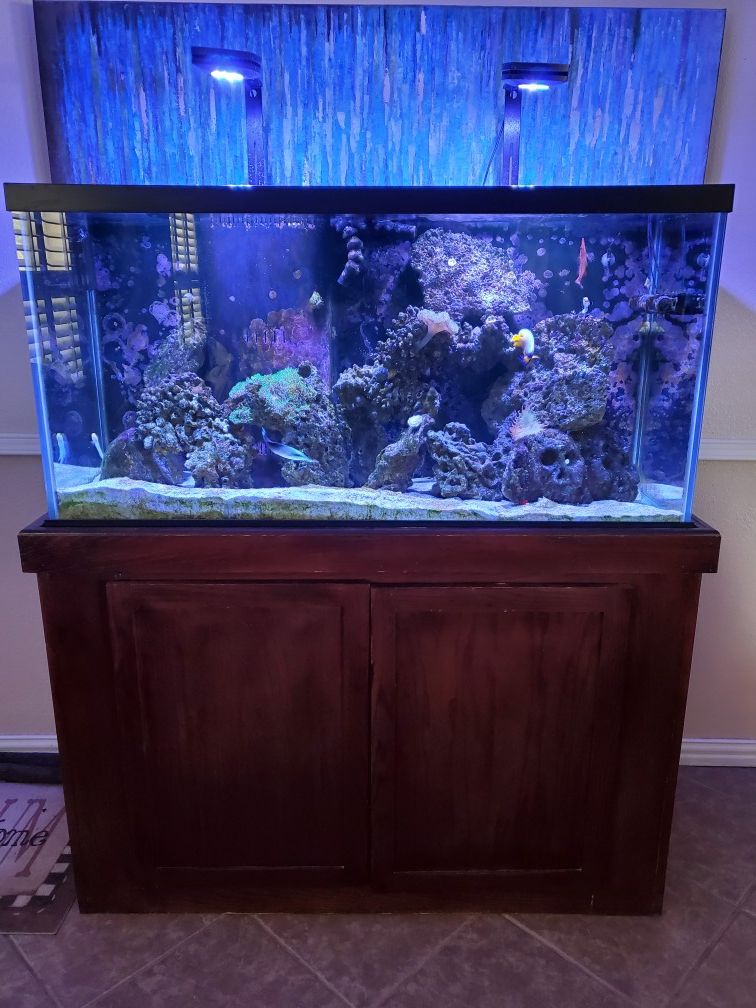 90 Gallon Complete saltwater fish tank