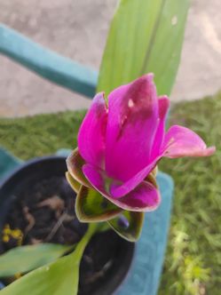 Ginger plant